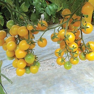 Hạt Giống Cà Chua Cherry Rủ Vàng Gói 50 hạt - HÀNG CÔNG TY