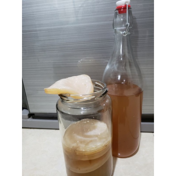 Combo con giống scoby + trà mồi (làm trà kombucha)