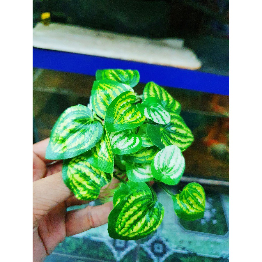 RONG TRANG TRÍ HỒ CÁ NON BỘ CAO 4CM