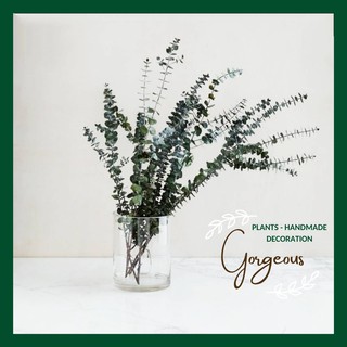 Hoa khô🌿khuynh diệp🌿bạch đàn sấy🌿Eucalyptus🌿Lá bạc🌿Lá táo🌿Sliver dollar trang trí decor phong cách Bắc Âu 20~50cm