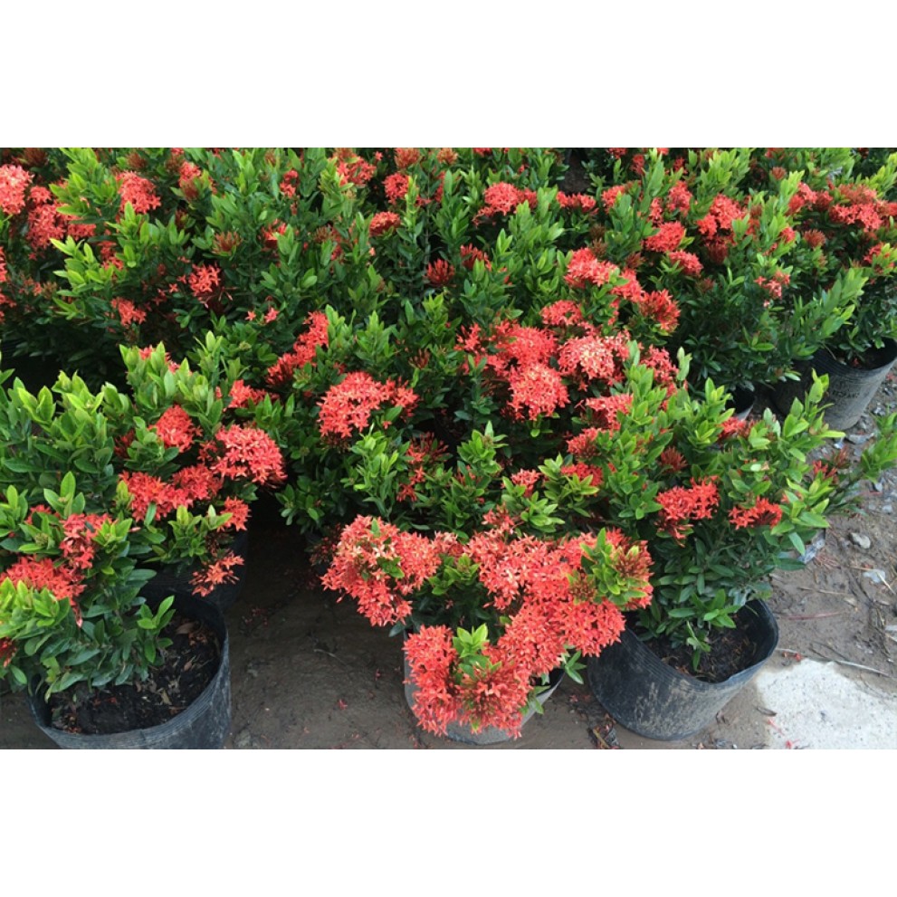 Cây mẫu đơn đỏ  - cây cảnh sân vườn