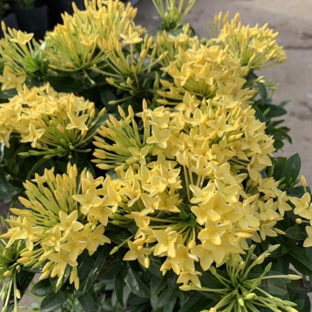 (HOT) Cây hoa mẫu đơn vàng lùn bán kính 30cm, thích hợp trồng trang trí sân vườn