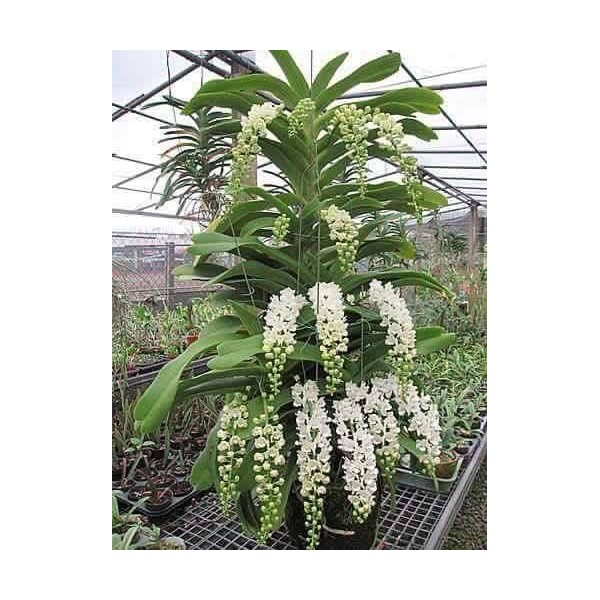 combo 6 cây lan Ngọc điểm giống