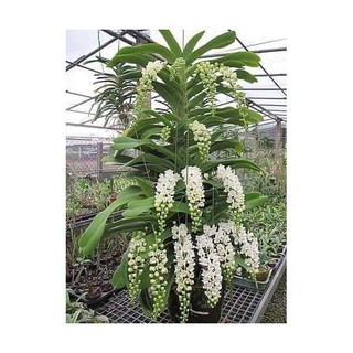 combo 6 cây lan Ngọc điểm giống