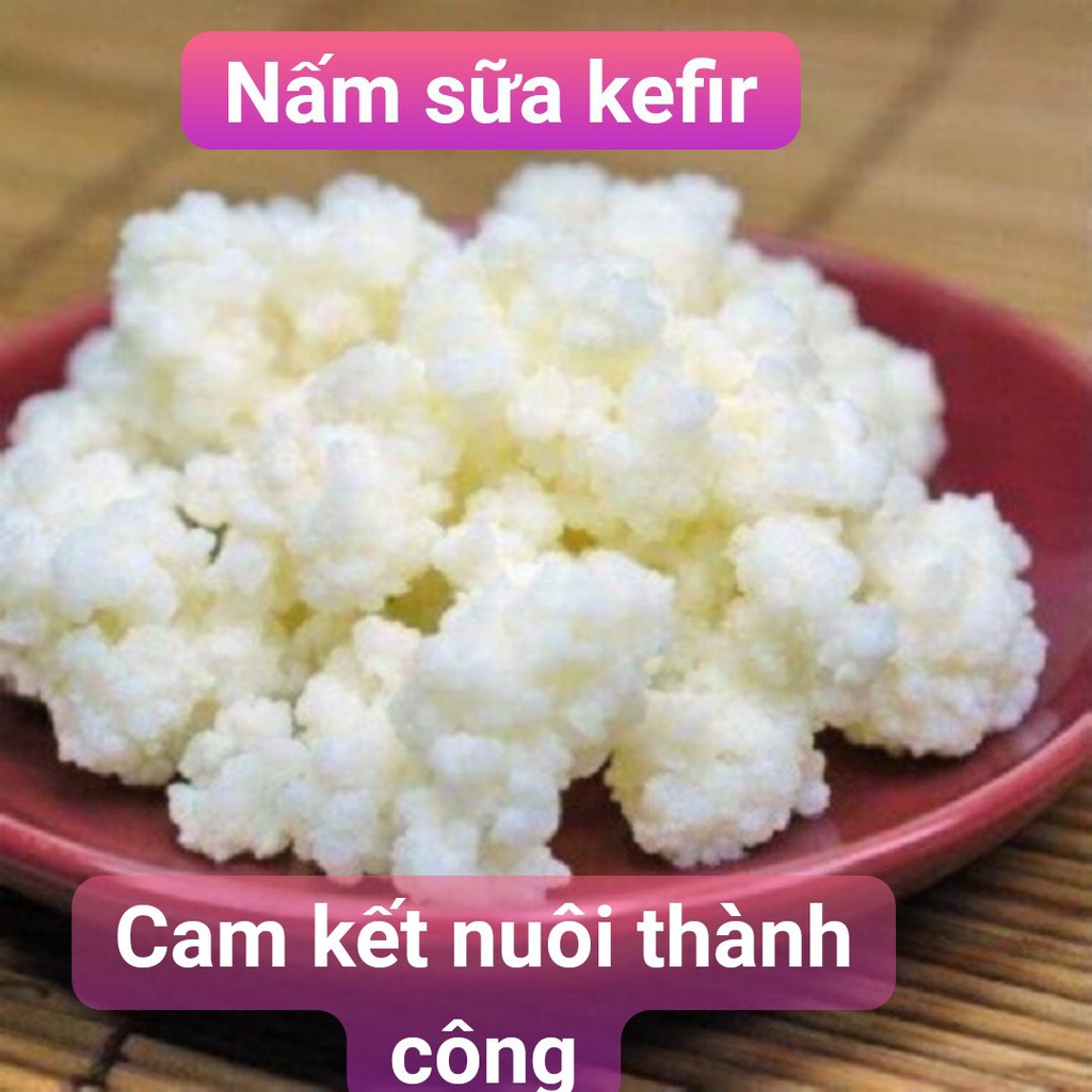 Nấm kefir combo đầy đủ: Rây nhựa+thìa gỗ+ hũ thủy tinh 500ml+khăn xô+ 1 phần nấm kefir