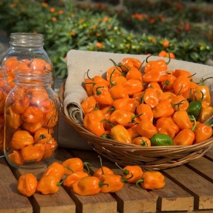 Hạt giống Ớt Siêu Cay Habanero Mỹ [Video cây trồng thật tại shop]