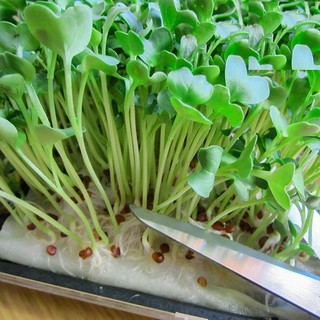 50Gr Hạt Mầm cải xanh Đà Lạt