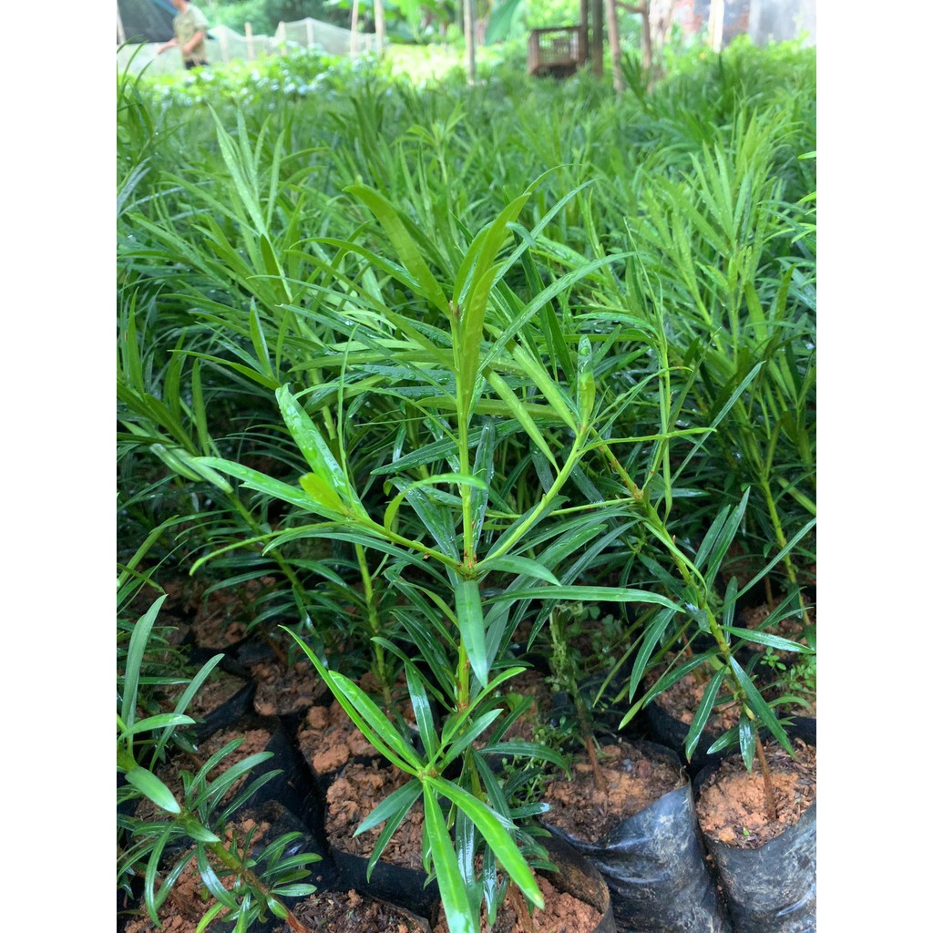 Giống Cây Tùng La Hán - Vạn Niên Tùng Bonsai, Cây cao 40-50cm, 2 năm tuổi