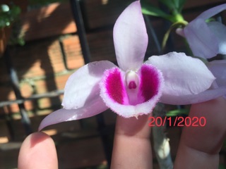 Phi điệp thân thủ f21