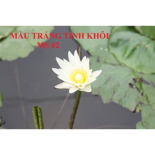 [RẺ VÔ ĐỊCH] Combo 4 củ Hoa Súng Thái Lan mix màu CB1