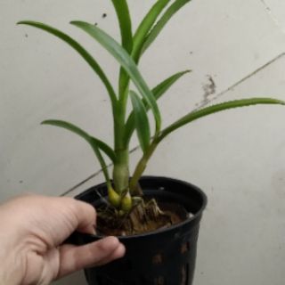 Denro nắng pensoda đệ nhất thơm