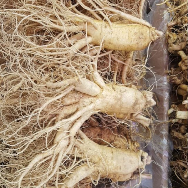 Sâm tươi hàn quốc 7 củ 1kg Hàng order