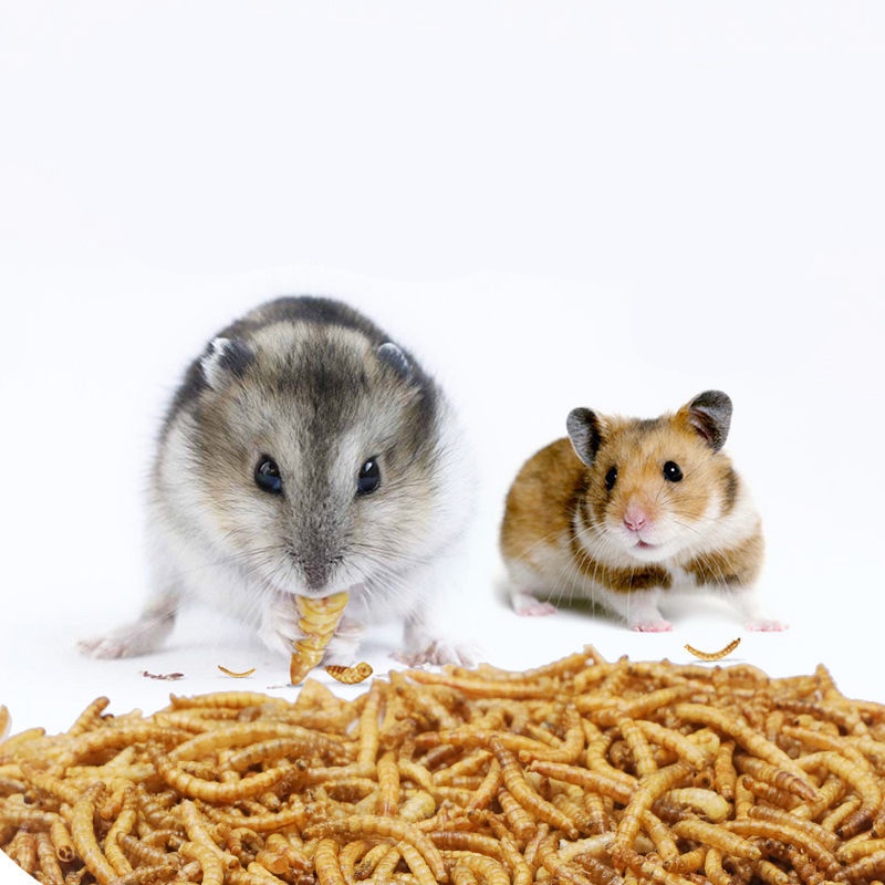 Sâu rang cho thức ăn cho hamster lọ 330ml siêu to. (35G)