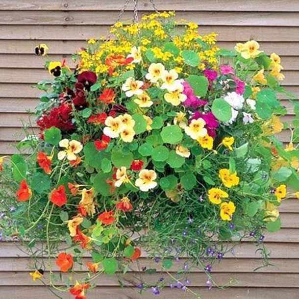 Hoa sen cạn dây leo nhiều màu - Giống Tốt Độ nảy mầm &gt;98%