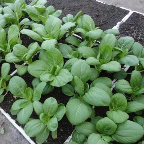 HẠT GIỐNG CẢI THÌA - GÓI 20 GRAM