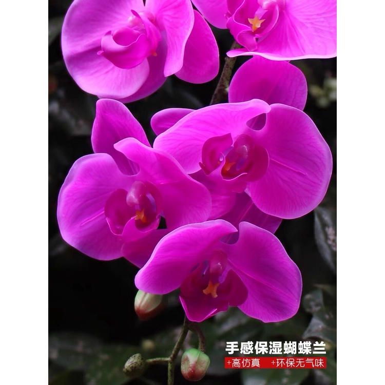 Bình Hoa Lan Hồ Điệp Cao Cấp Chậu Hoa Để Bàn Y Thật Cao 60cm Rộng 46cm Trang Trí Nhà Cửa DG-123