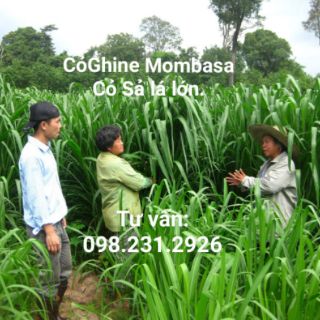 Hạt giống cỏ Sả lá lớn 500g