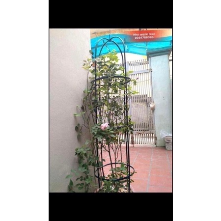 Khung đỡ, giá đỡ hoa hồng leo, cây hoa leo, trang trí màu trắng , xanh cao 1,8m, ĐK 40cm