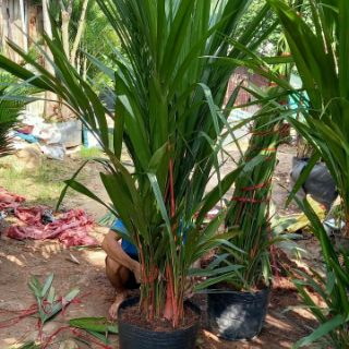 Cây 🌲 Cau đỏ.....phong thủy