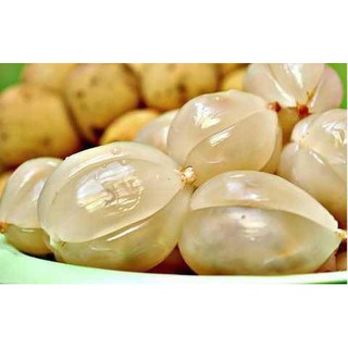 cây bòn bon