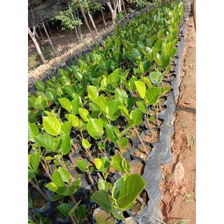 Cây Mít Mã Lai giống chuẩn