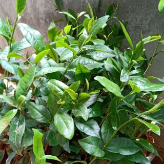 Combo 3 cây giống chè xanh tiên thuý/ô long