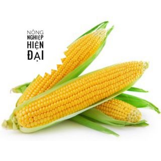 Hạt Giống Bắp Ngọt (5 Gram)