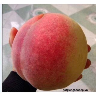 Cây giống đào tiên nhật bản trái siêu to