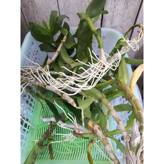 Phi điệp hòa bình ươm tự nhiên