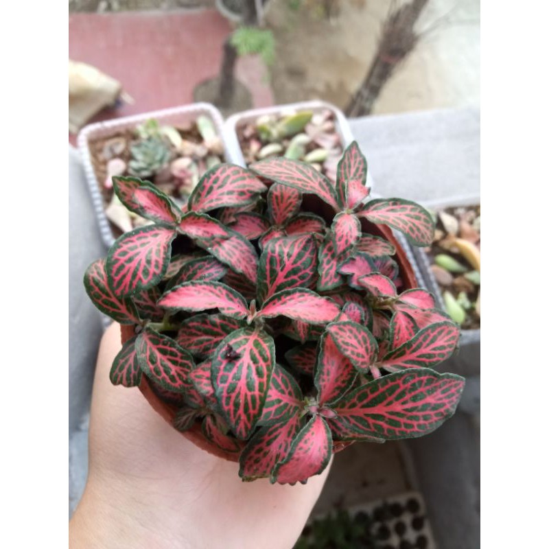cây cẩm nhung mix màu