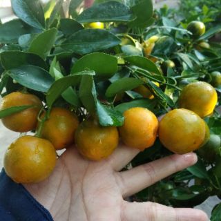 Cây Hạnh ( đang trái sai )
