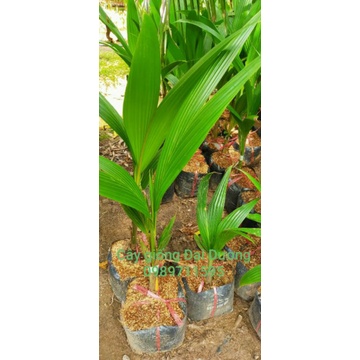 Dừa sáp 170k/1 cây