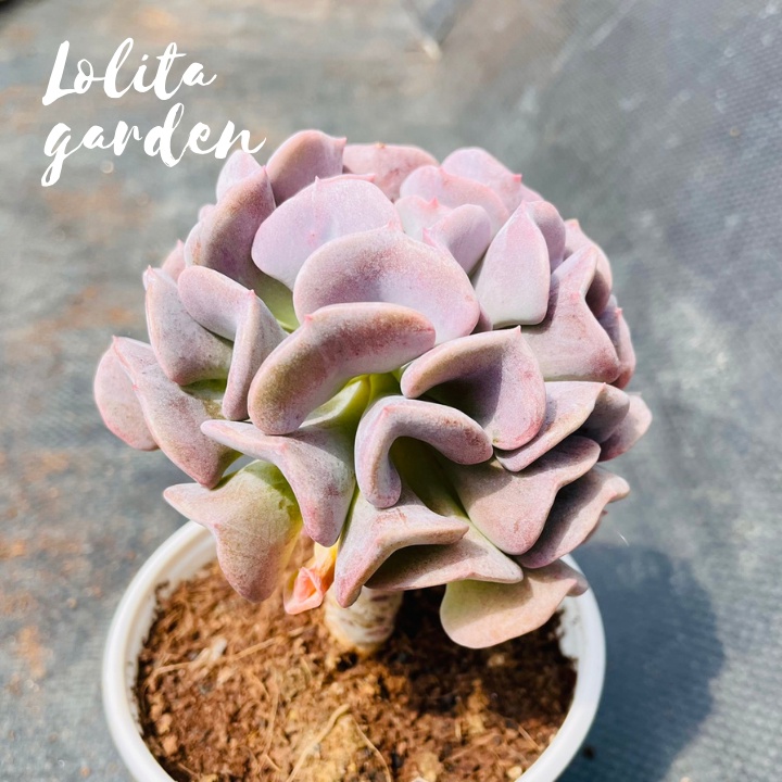 Sen đá cúc tím cổ thụ Đà Lạt size trung bình cây cảnh trang trí nhà cửa Lolita garden