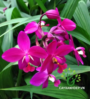 Địa lan tím (chu đình lan)