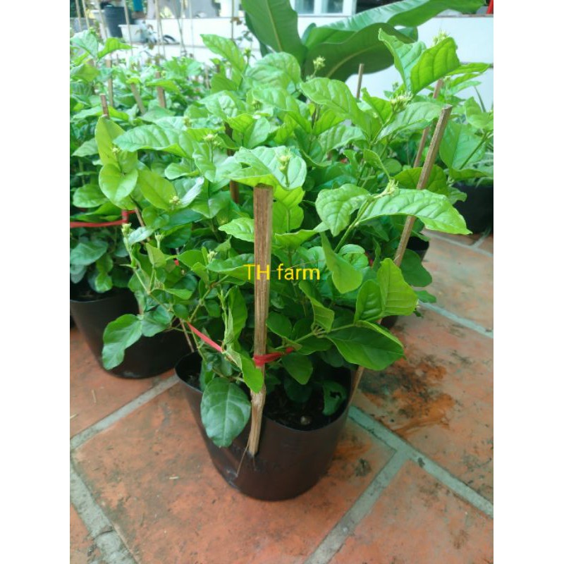Cây hoa lài trà _TH farm_ Cây chuẩn giống- Chất lượng cao