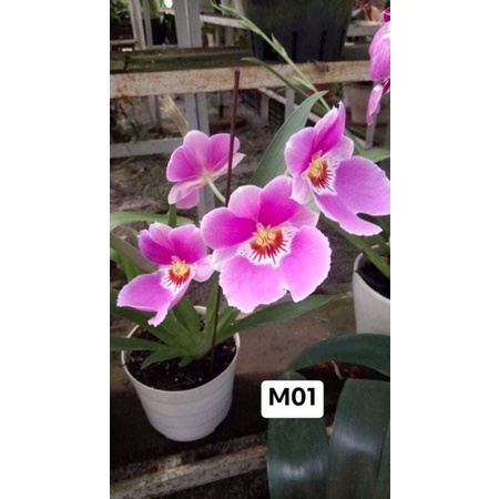 Hoa Lan vũ nữ HOA TẾT kèm phân