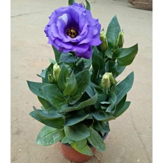 100 hạt giống hoa cát tường tím