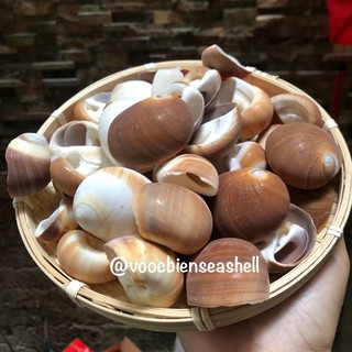 Vỏ ốc mỡ vàng
