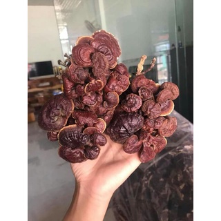 0,5GR NẤM CHUẨN HÀNG RỪNG