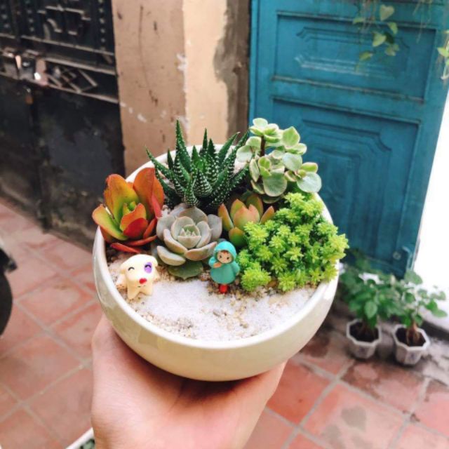 Sen đá - Xương rồng mix tiểu cảnh để bàn