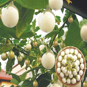 Hạt giống cà pháo trắng - Rau củ quả trồng tại vườn, sân thượng, nông trang, ban công