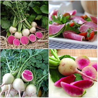 Hạt giống củ cải trắng ruột đỏ - 1 gói 2gram