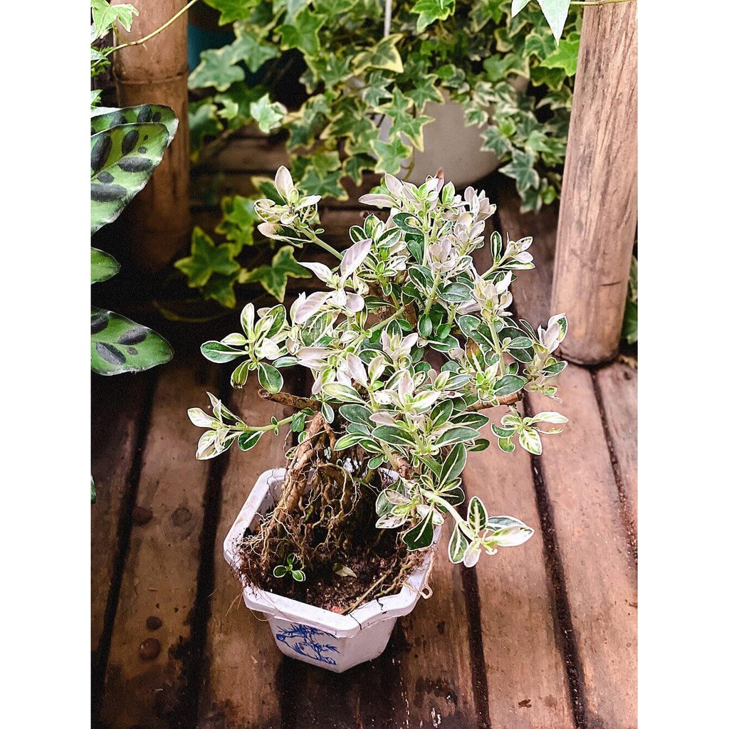 Cây Serissa japonica Snow Leaves (Lục Nguyệt Tuyết) Bonsai rễ trần