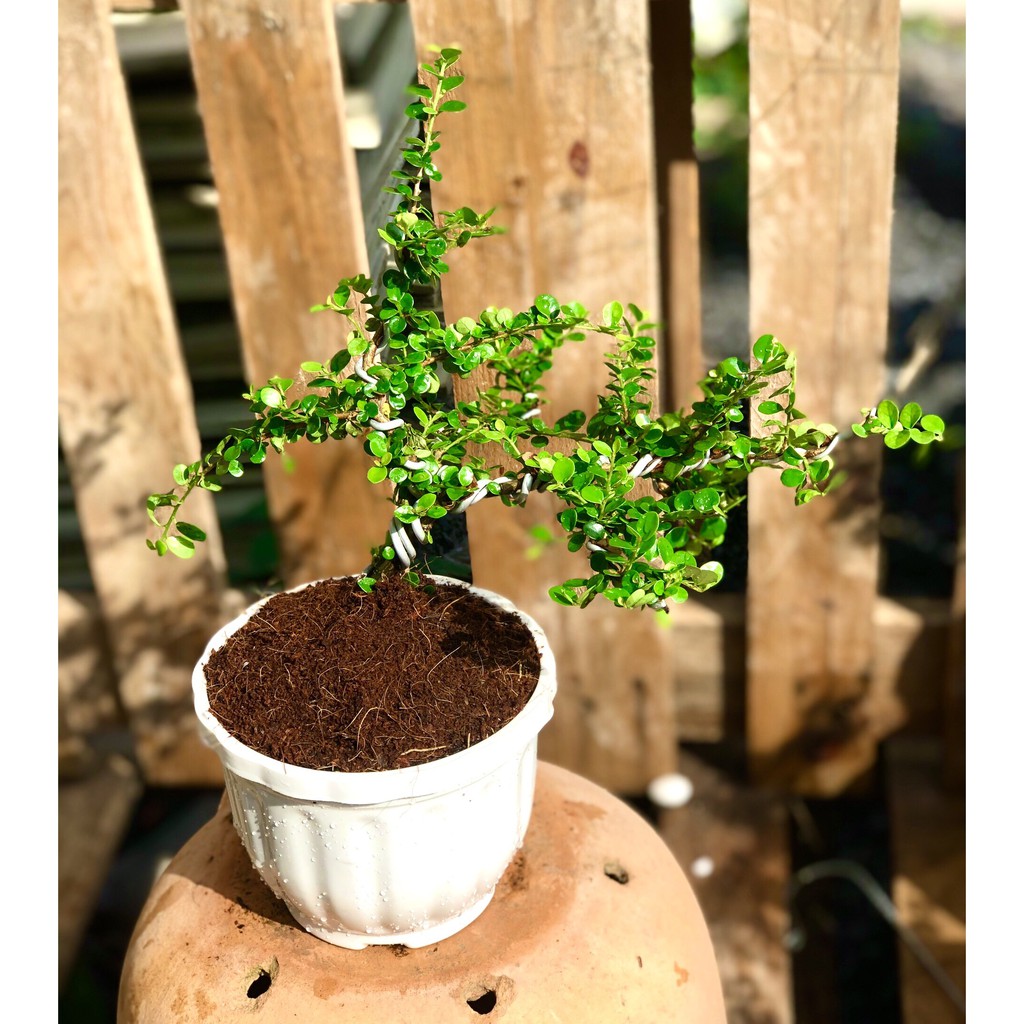 Chậu cây sam trái Bonsai