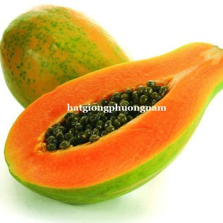 1 Gram - Hạt Giống Đu Đủ Ruột Đỏ Phương Nam