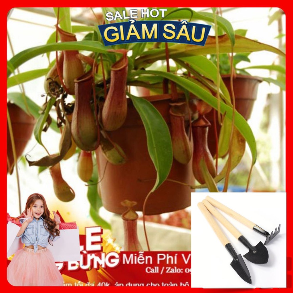 Hạt Giống Cây Nắp Ấm - 10 Hạt / Gói ( Hàng Loại 1 ) - Tặng Kèm Bộ Dụng Cụ Trồng Cây Mini