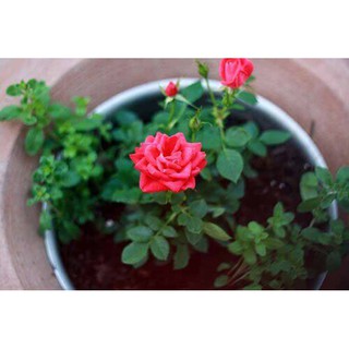 Hạt giống Hoa Hồng Tỉ Muội mix