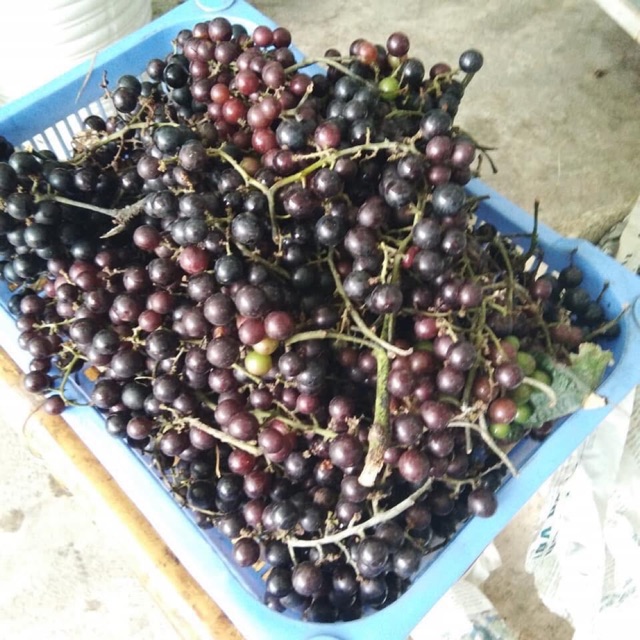 Tam thất E có gửi được 1 ít NGỌC CẨU (95k), SÂM CAU (97k), TAM THẤT (8 củ-10 củ) Và NẤM HƯƠNG RỪNG Giá rẻ hơn nhiều