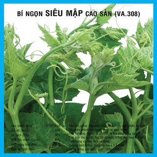 15 hạt giống bí ngọn siêu mập cao sản