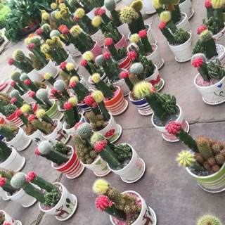 Xương rồng ghép